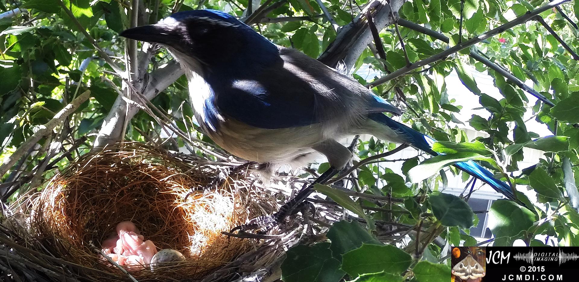 Scrub jay female standing over nest and 2 chicks zoomed in Santa Clarita, Ca jcmdi.com